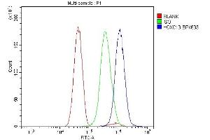 Flow Cytometry analysis of U251 cells using anti-HOXC13 antibody (ABIN7602314). (HOXC13 antibody  (AA 7-155))