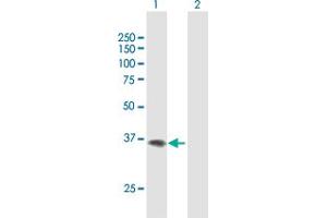 Western Blot analysis of F11R expression in transfected 293T cell line by F11R MaxPab polyclonal antibody. (F11R antibody  (AA 1-299))