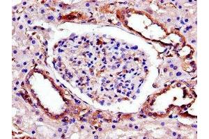 Immunohistochemistry of paraffin-embedded human kidney tissue using ABIN7173365 at dilution of 1:100 (TRIB3 antibody  (AA 152-325))