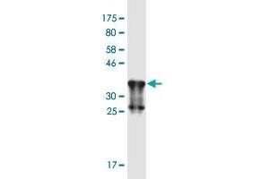 Western Blot detection against Immunogen (37. (CHRNA9 antibody  (AA 139-221))