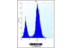 Flow cytometric analysis of 293 cells (right histogram) compared to a negative control cell (left histogram). (SCGN antibody  (N-Term))