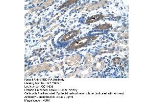 Human kidney (BTBD14A antibody  (N-Term))
