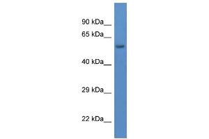 WB Suggested Anti-Dpy19l1 Antibody   Titration: 1.