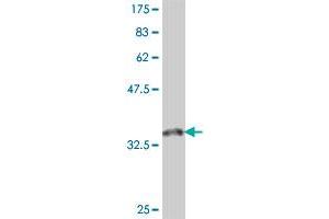 Western Blot detection against Immunogen (37. (TRIM6 antibody  (AA 282-381))