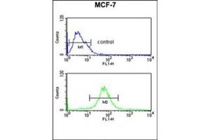 Flow Cytometric analysis of MCF-7 cells (bottom histogram) using RT25 Antibody (C-term) Cat. (MRPS25 antibody  (C-Term))