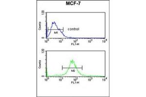 Flow Cytometric analysis of MCF-7 cells (bottom histogram) using RT25 Antibody (C-term) Cat.