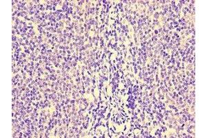 Immunohistochemistry of paraffin-embedded human lymph node tissue using ABIN7155534 at dilution of 1:100