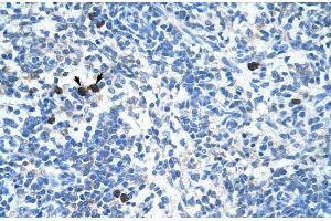 Human Spleen (MAFB antibody  (N-Term))