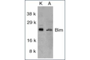 Image no. 1 for anti-BCL2-Like 11 (Apoptosis Facilitator) (BCL2L11) antibody (ABIN264852) (BIM antibody)