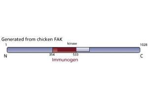 Image no. 3 for anti-PTK2 Protein tyrosine Kinase 2 (PTK2) (AA 354-533) antibody (ABIN967737) (FAK antibody  (AA 354-533))