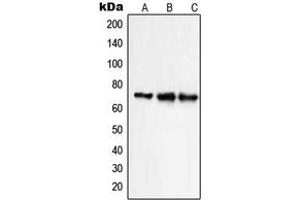 Western blot analysis of NHE9 expression in HepG2 (A), Caco2 HeLa (B), NIH3T3 (C) whole cell lysates.