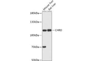 Western blot analysis of extracts of various cell lines, using CHRD antibody (ABIN7266350) at 1:1000 dilution. (Chordin antibody  (AA 686-955))