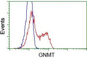 Image no. 2 for anti-Glycine N-Methyltransferase (GNMT) antibody (ABIN1498486) (GNMT antibody)