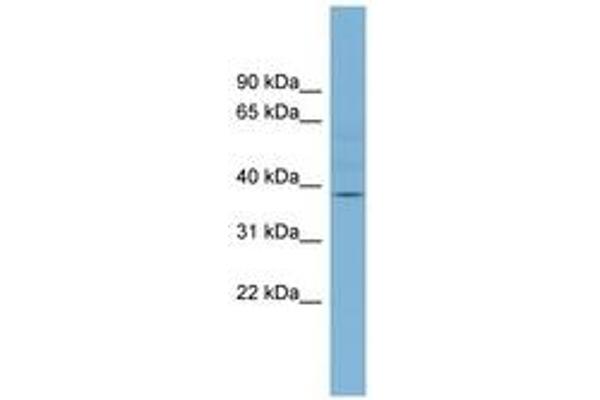 B3GALNT1 antibody  (AA 251-300)