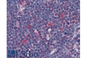 Immunohistochemistry staining of human thymus (paraffin sections) using anti-Cdk1 (clone POH-1). (CDK1 antibody)