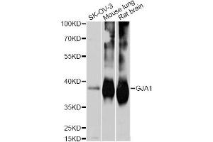 Western blot analysis of extracts of various cell lines, using GJA1 antibody. (Connexin 43/GJA1 antibody)