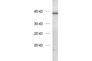 dilution: 1 : 1000, sample: rat brain homogenate (SH3G2 antibody  (AA 256-276))