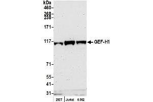 Western Blotting (WB) image for anti-rho/rac Guanine Nucleotide Exchange Factor (GEF) 2 (ARHGEF2) (AA 625-675) antibody (ABIN7454540)