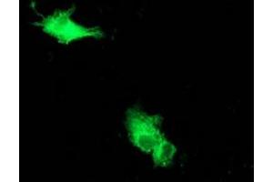 Immunofluorescence (IF) image for anti-Beclin 1, Autophagy Related (BECN1) antibody (ABIN1496868)