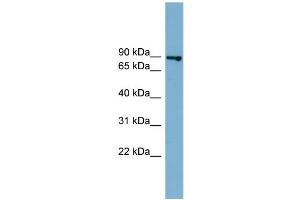 WB Suggested Anti-FASTKD2  Antibody Titration: 0. (FASTKD2 antibody  (Middle Region))