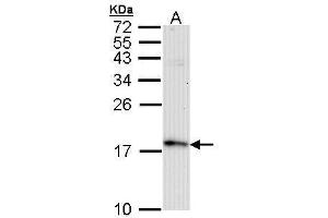 Western Blotting (WB) image for anti-Fission 1 (FIS1) (full length) antibody (ABIN2856782)