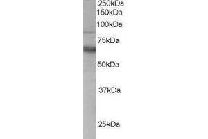 ABIN2560345 staining (0. (ANTXR1 antibody  (C-Term))