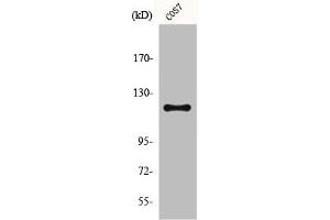 Western Blot analysis of COS7 cells using Fucokinase Polyclonal Antibody (FUK antibody  (N-Term))
