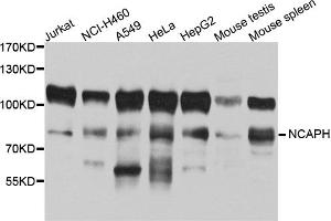 Western blot analysis of extracts of various cell lines, using NCAPH antibody (ABIN5972591) at 1/1000 dilution. (NCAPH antibody)