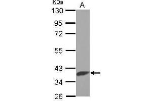 WB Image Sample (30 ug of whole cell lysate) A: HepG2 10% SDS PAGE antibody diluted at 1:500 (Slc25a1 antibody  (Center))