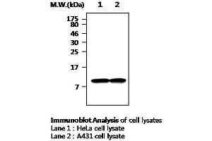 Western Blotting (WB) image for anti-Thioredoxin (TXN) antibody (ABIN615017) (TXN antibody)