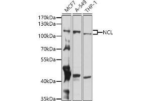 Western blot analysis of extracts of various cell lines, using NCL antibody (ABIN6128392, ABIN6144411, ABIN6144412 and ABIN6221613) at 1:1000 dilution. (Nucleolin antibody  (AA 461-710))