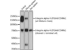 Western blot analysis of extracts of various cell lines, using Integrin alpha 4 (ITG/CD49d) (ITG/CD49d) Rabbit mAb (054) at 1:1000 dilution. (ITGA4 antibody)