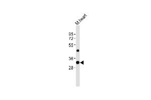 Anti-Utf1 Antibody (C-term)at 1:8000 dilution + mouse heart lysates Lysates/proteins at 20 μg per lane. (UTF1 antibody  (C-Term))