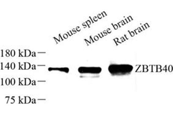 ZBTB40 antibody