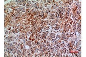 Immunohistochemistry (IHC) analysis of paraffin-embedded Human Pancreas, antibody was diluted at 1:100. (Annexin VII antibody  (Internal Region))