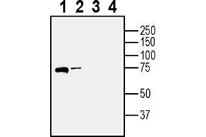 Western blot analysis of rat brain lysate (lanes 1 and 3) and mouse brain lysate (lanes 2 and 4): 1-2.