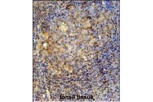 E Antibody (C-term) (ABIN654151 and ABIN2844020) iunohistochemistry analysis in formalin fixed and paraffin embedded human tonsil tissue followed by peroxidase conjugation of the secondary antibody and DAB staining.
