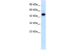 Human Jurkat; WB Suggested Anti-ELF2 Antibody Titration: 0.