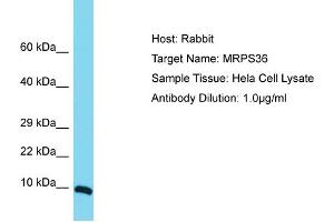 Host: Rabbit Target Name: MRPS36 Sample Tissue: Human Hela Whole Cell Antibody Dilution: 1ug/ml (MRPS36 antibody  (Middle Region))