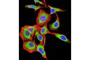 Immunocytochemistry (ICC) image for anti-ADP-Ribosylation Factor 1 (ARF1) (AA 76-182) antibody (ABIN5542481)
