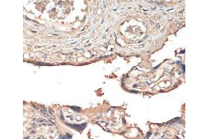 Immunohistochemistry of paraffin-embedded Human placenta using MST1 Polyclonal Antibody at dilution of 1:200 (40x lens). (MST1 antibody)