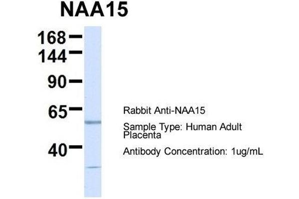 NAA15 anticorps  (N-Term)