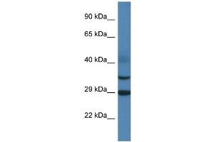 WB Suggested Anti-Olig3 Antibody   Titration: 1.