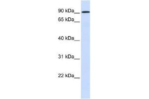 HKR1 antibody used at 1.