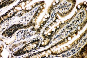 Anti- KAT3B/p300 Picoband antibody, IHC(P) IHC(P): Rat Intestine Tissue (p300 antibody  (AA 2065-2414))