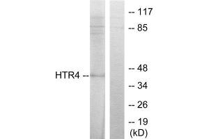 Western Blotting (WB) image for anti-Serotonin Receptor 4 (HTR4) (N-Term) antibody (ABIN1850161) (Serotonin Receptor 4 antibody  (N-Term))