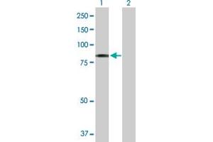 Western Blot analysis of MTDH expression in transfected 293T cell line by MTDH MaxPab polyclonal antibody. (MTDH antibody  (AA 1-582))