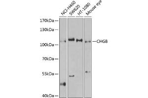 Western blot analysis of extracts of various cell lines, using CHGB antibody (ABIN3016868, ABIN3016869, ABIN3016870 and ABIN6219860) at 1:1000 dilution. (CHGB antibody  (AA 1-300))