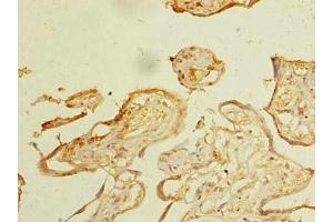 Immunohistochemistry of paraffin-embedded human placenta tissue using ABIN7162550 at dilution of 1:100