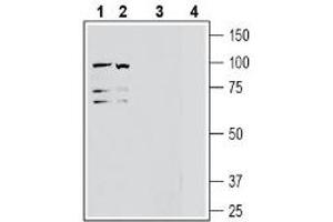 Western blot analysis of human Jurkat T-cell leukemia cell line lysate (lanes 1 and 3) and human K562 erythroleukemia cell line lysate (lanes 2 and 4):1-2. (ADAM Metallopeptidase Domain 10 (ADAM10) Peptide)